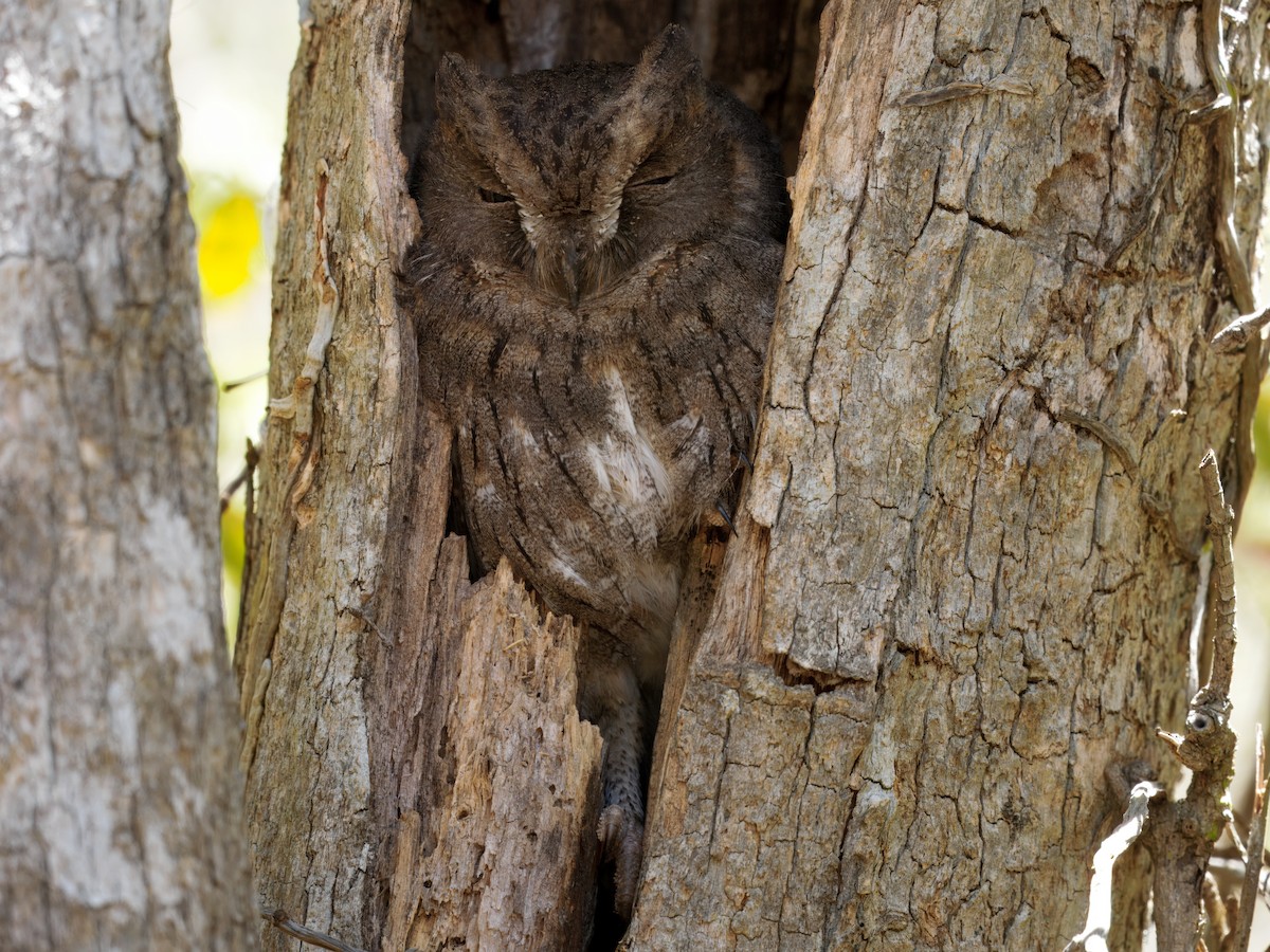 Madagascar Scops-Owl (Torotoroka) - ML634004875