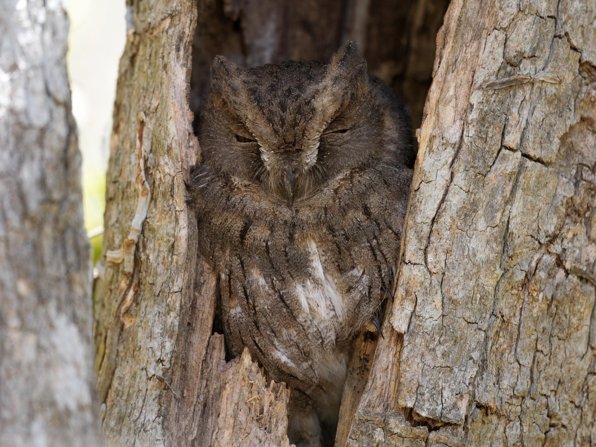 Madagascar Scops-Owl (Torotoroka) - ML634004876