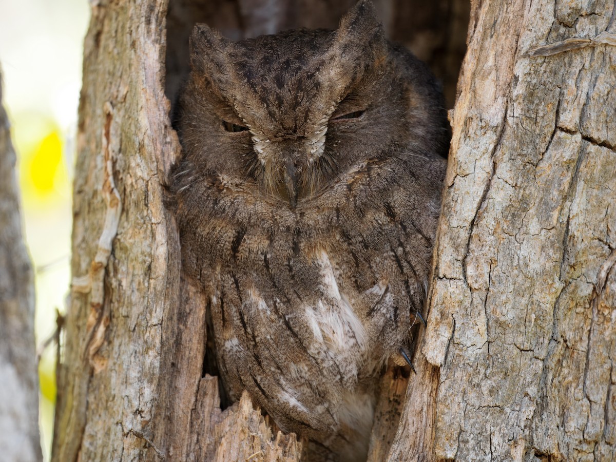 Madagascar Scops-Owl (Torotoroka) - ML634004877