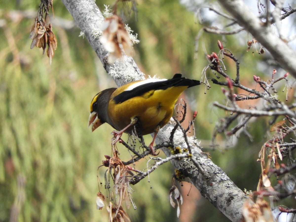 Evening Grosbeak - ML634005038