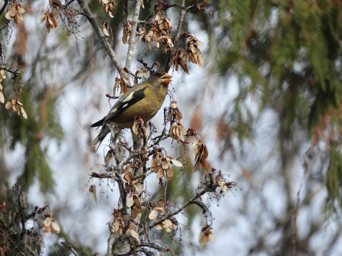 Evening Grosbeak - ML634005039