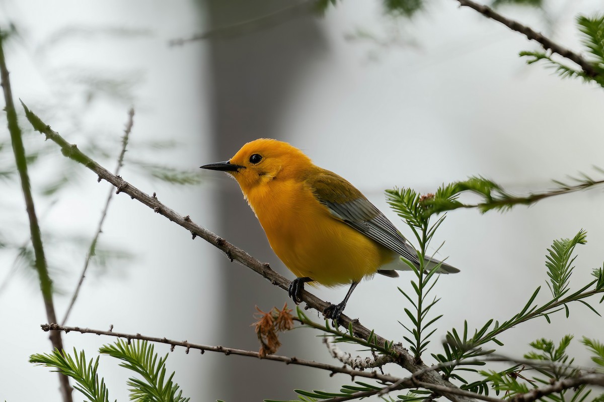 Prothonotary Warbler - ML634005048
