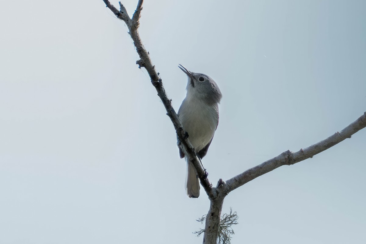 Blue-gray Gnatcatcher - ML634005062