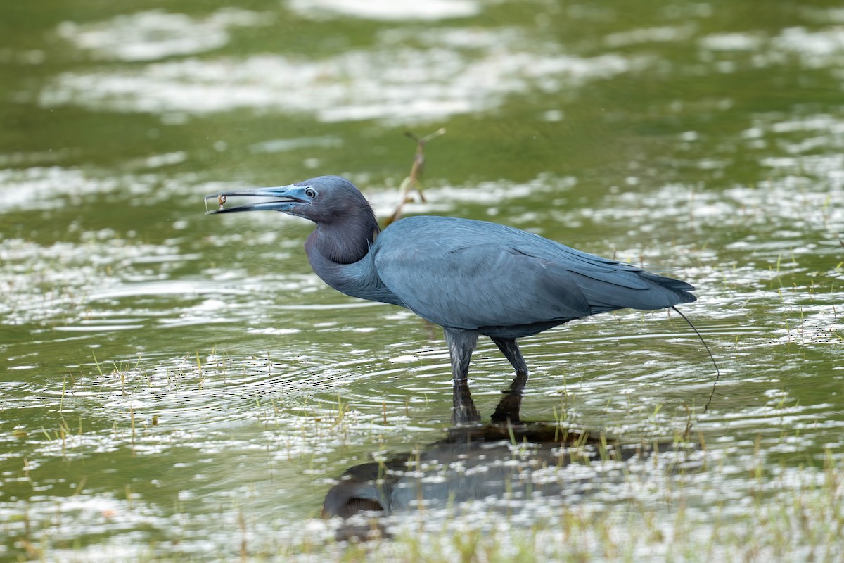Little Blue Heron - ML634005116