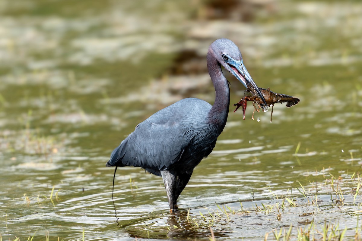 Little Blue Heron - ML634005118