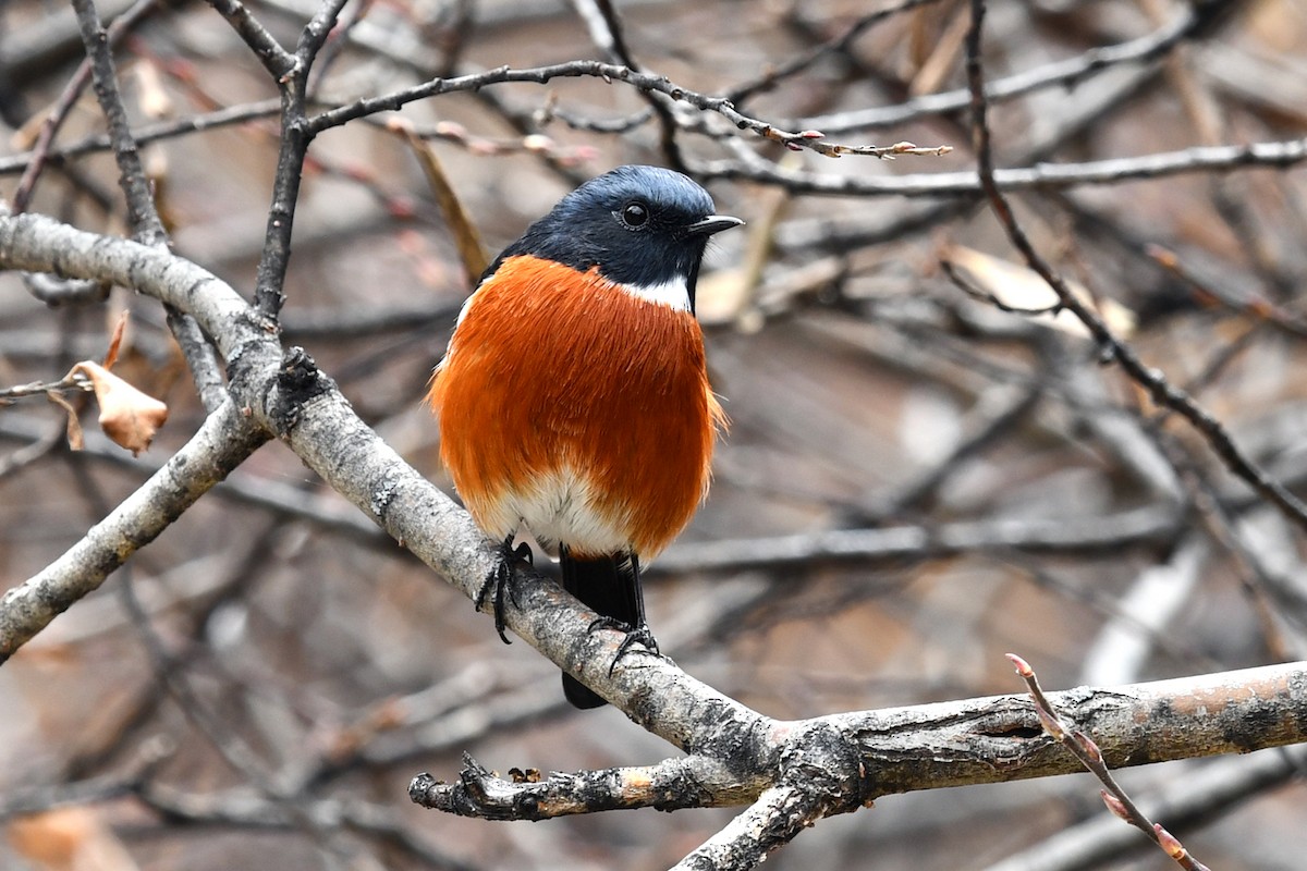 White-throated Redstart - ML634005125