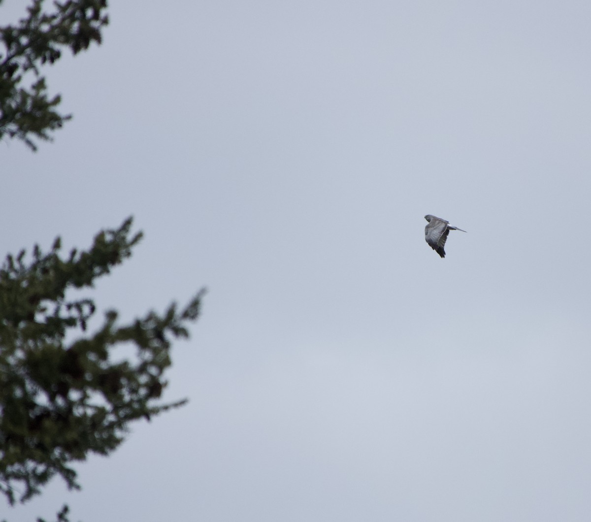 Northern Harrier - ML634005138