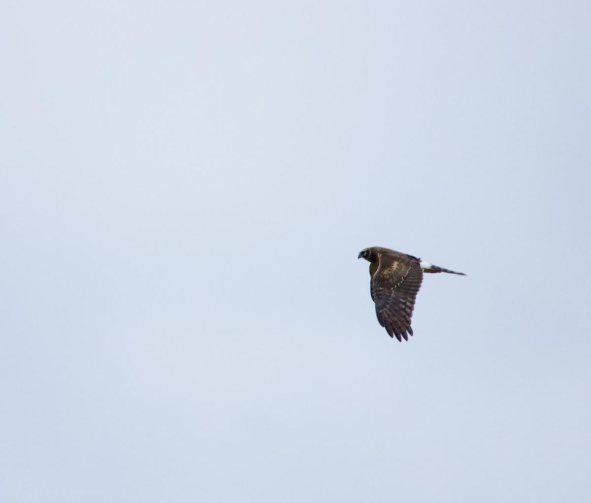 Northern Harrier - ML634005164