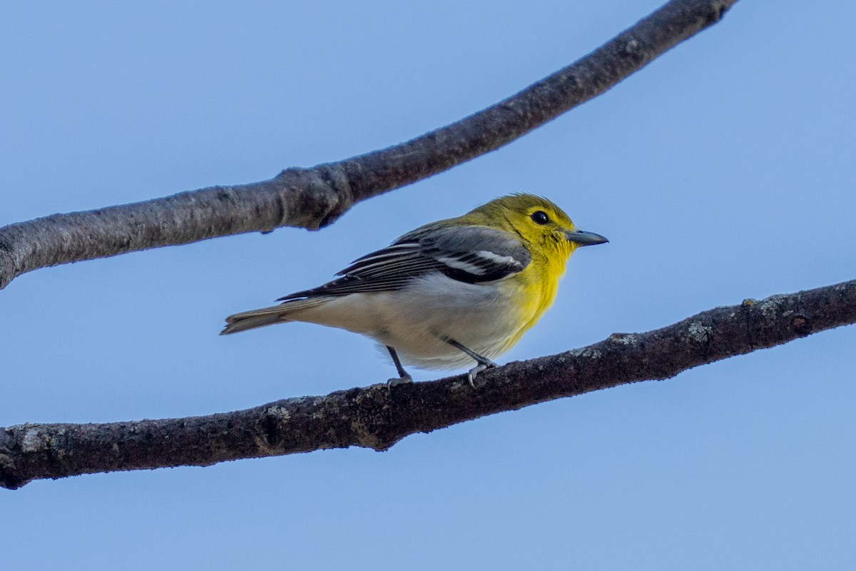 gulbrystvireo - ML634005165