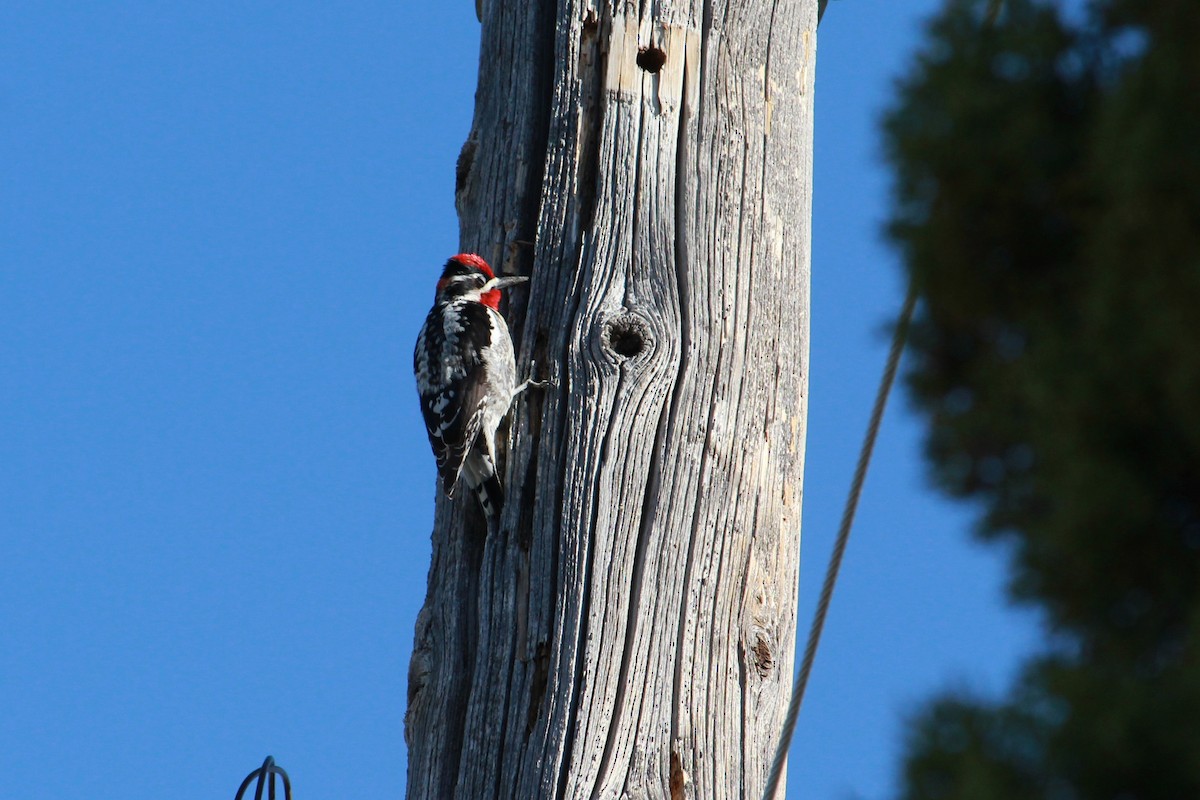 Pic à nuque rouge - ML634005166