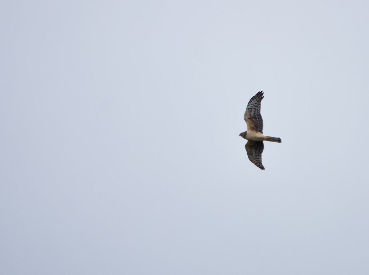 Northern Harrier - ML634005175