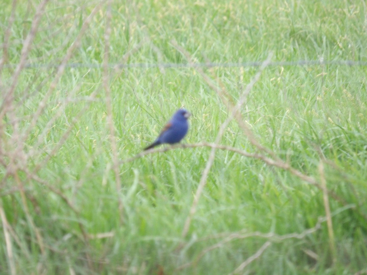 Blue Grosbeak - ML634005182