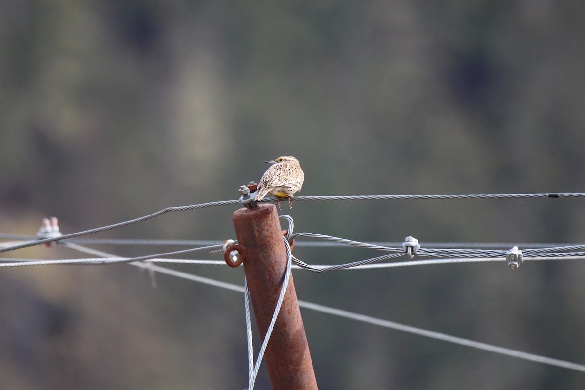 Western Meadowlark - ML634005199