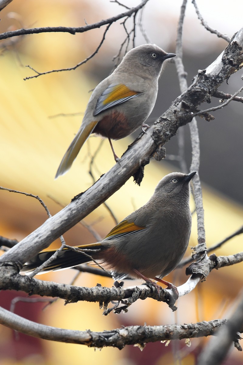 カキハガビチョウ - ML634005254