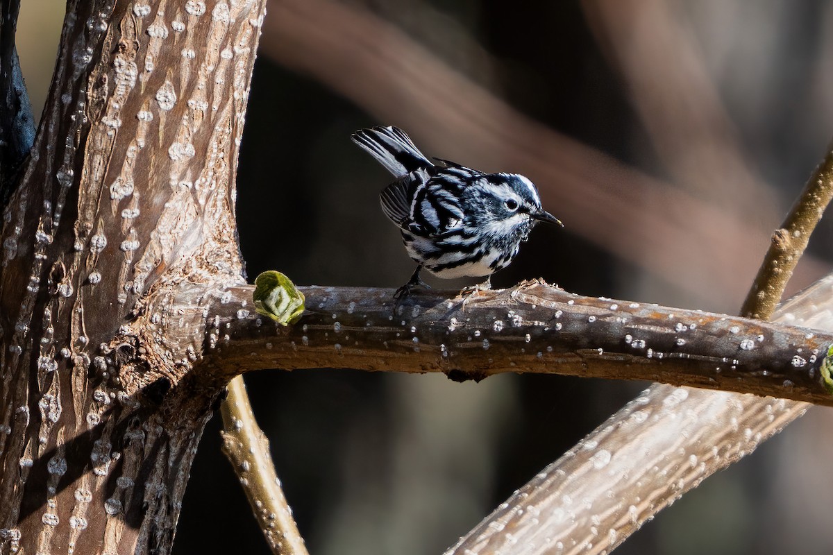 Black-and-white Warbler - ML634005302