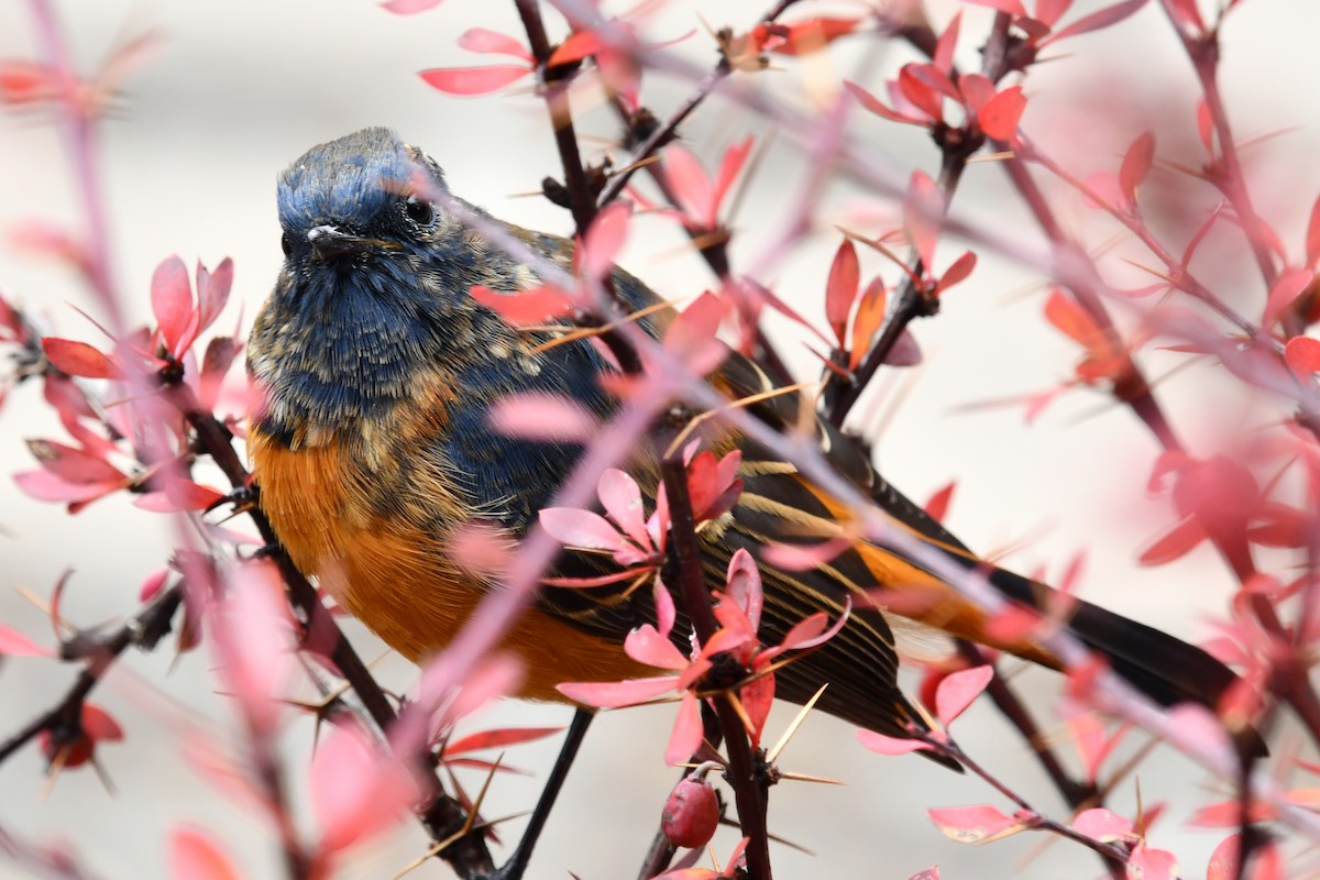 ルリビタイジョウビタキ - ML634005356