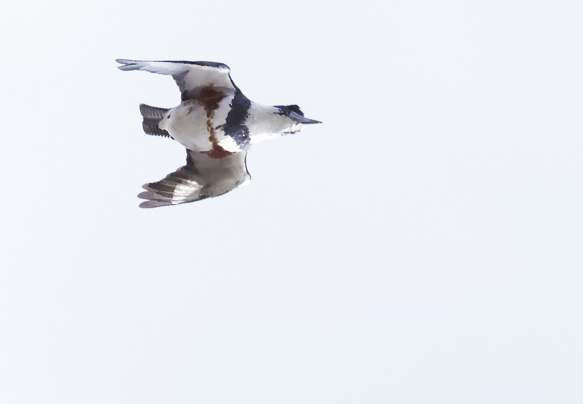 rybařík pruhoprsý - ML634005366