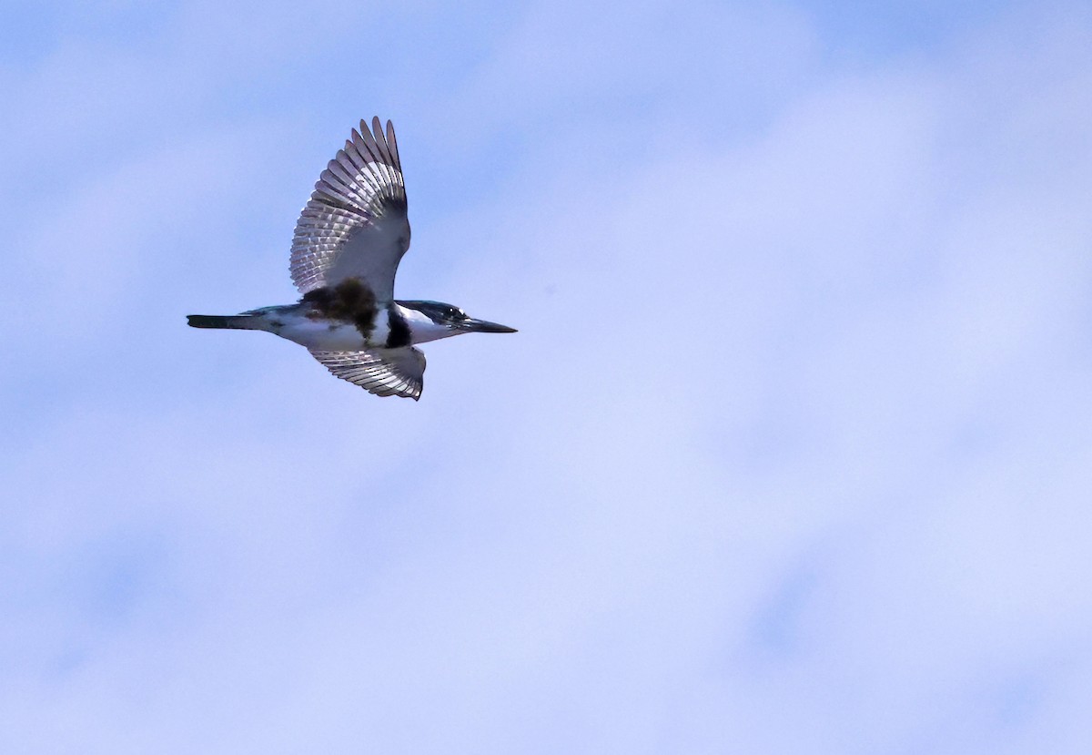 rybařík pruhoprsý - ML634005373