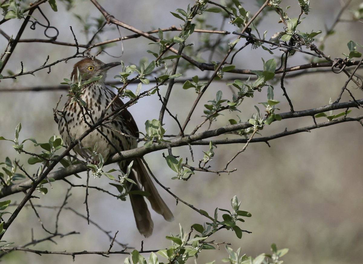 drozdec hnědý - ML634005382