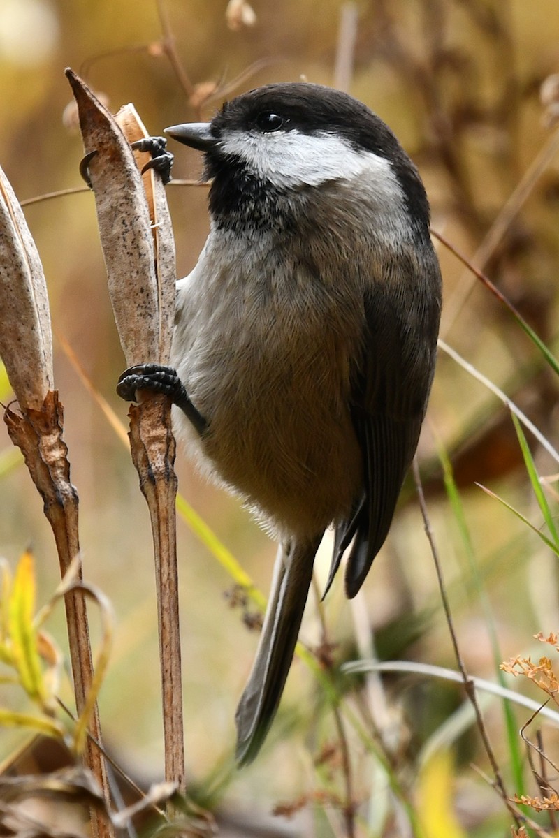Black-bibbed Tit - ML634005424