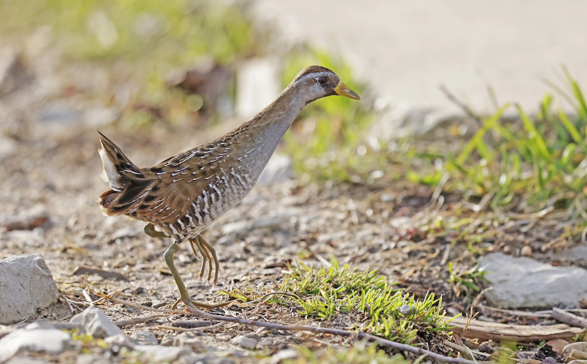 chřástal karolínský - ML634005477