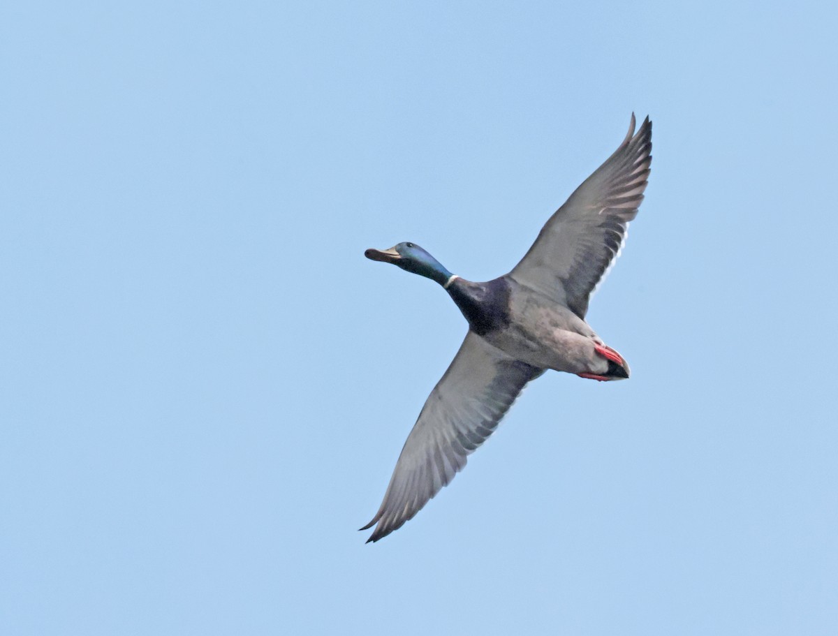 kachna divoká - ML634005483