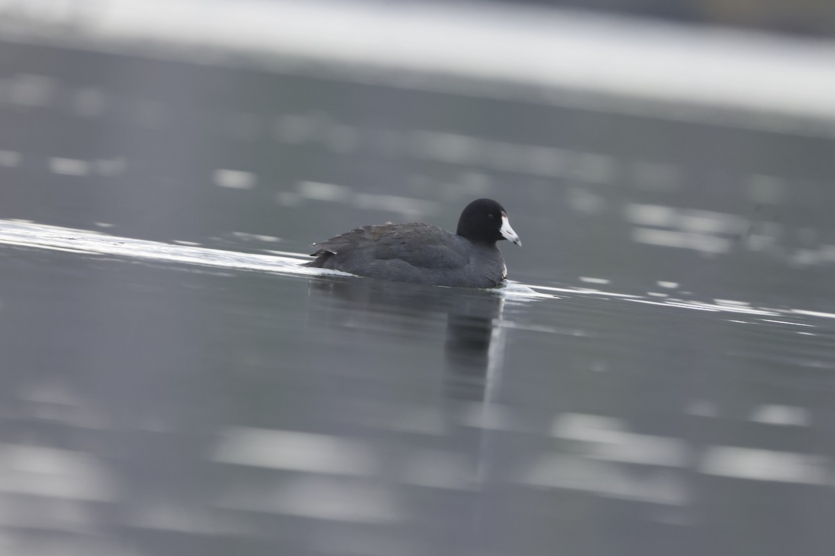 lyska americká - ML634005503