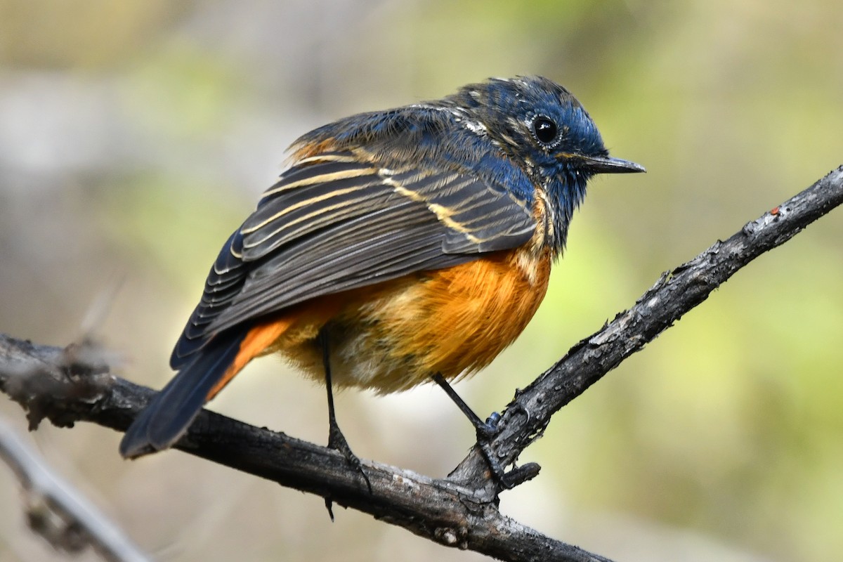 ルリビタイジョウビタキ - ML634005513