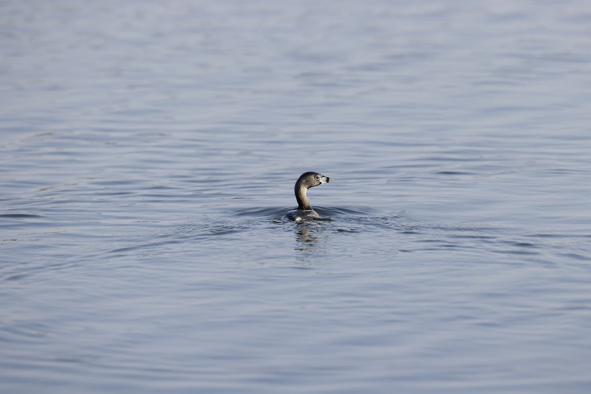 potápka americká - ML634005529