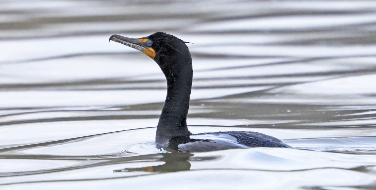 kormorán ušatý - ML634005535