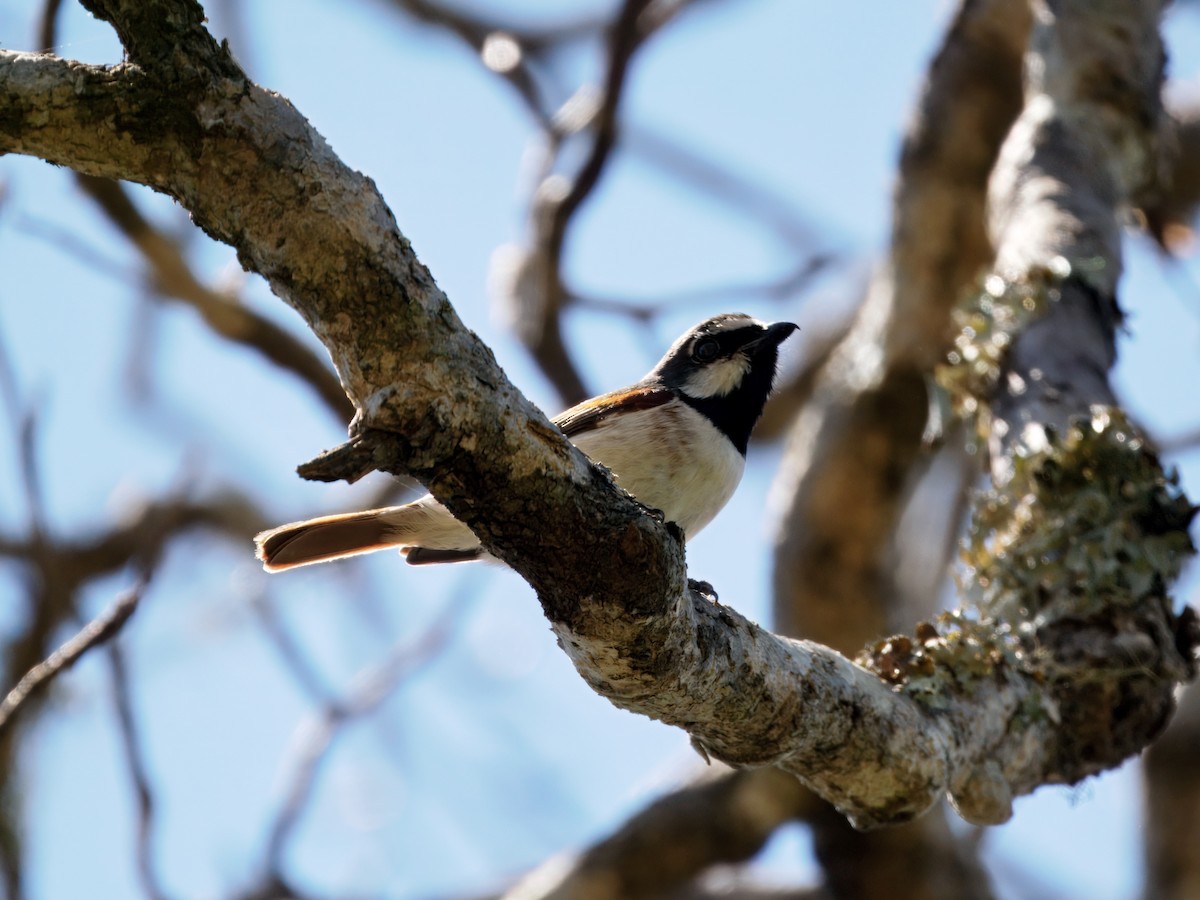 Red-tailed Vanga - ML634005570