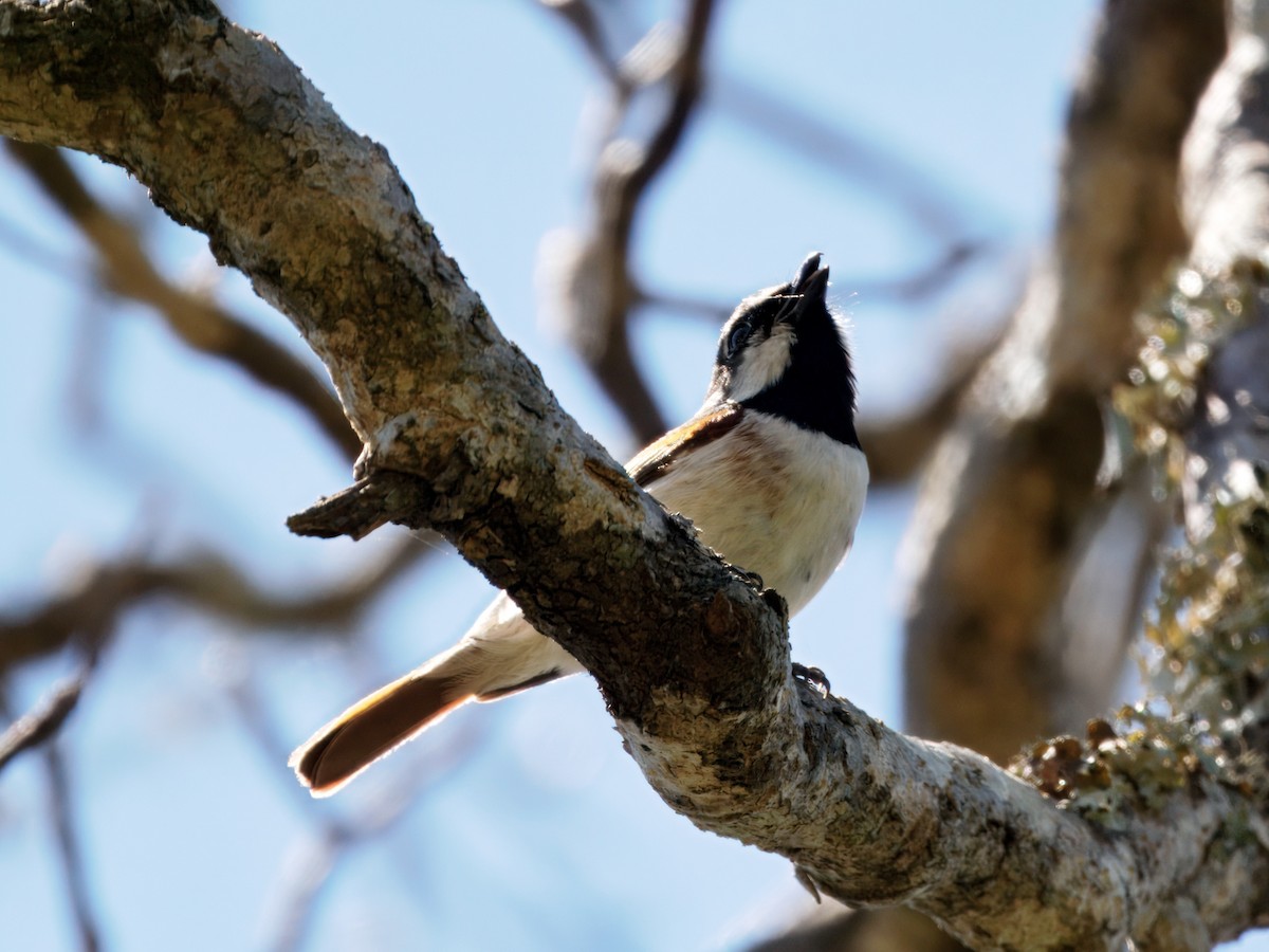 Red-tailed Vanga - ML634005571
