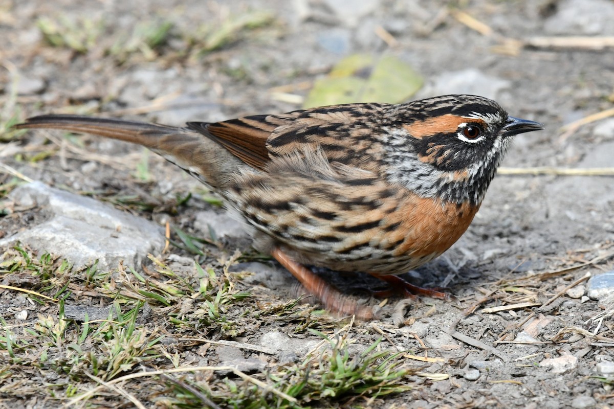 アカチャイワヒバリ - ML634005580