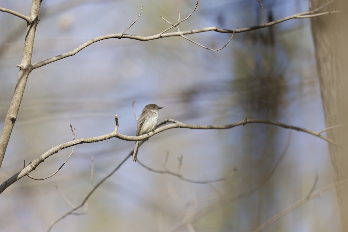 tyranovec domácí - ML634005599