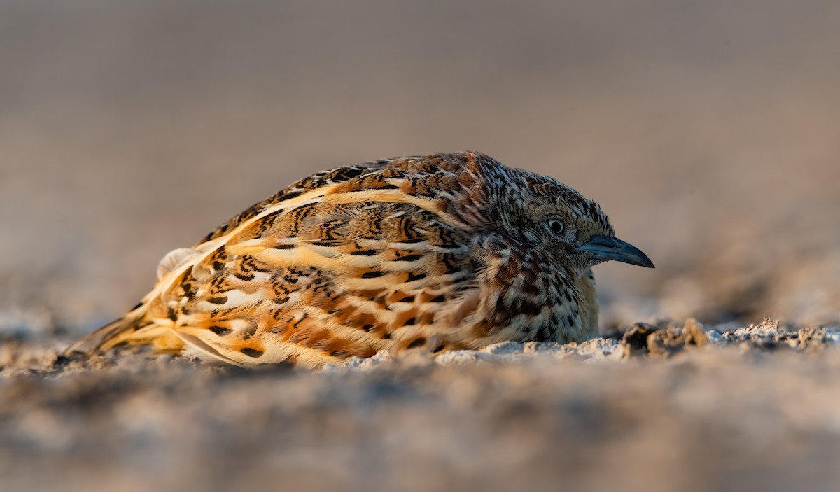 Barred Buttonquail - ML634005685