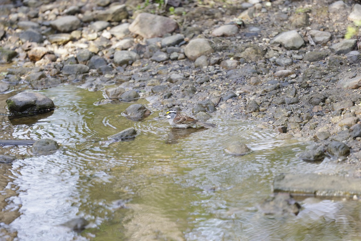 strnadec bělohrdlý - ML634005719