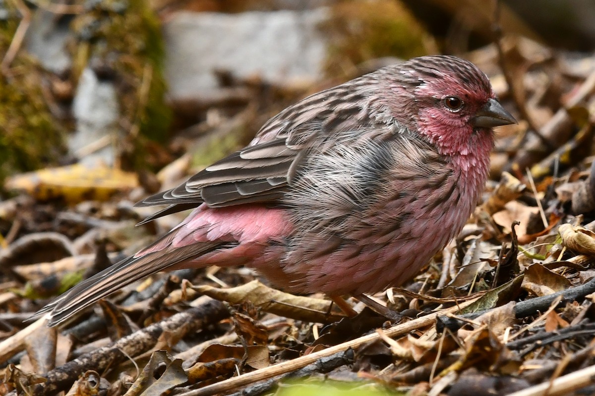 バラゴシマシコ - ML634005728