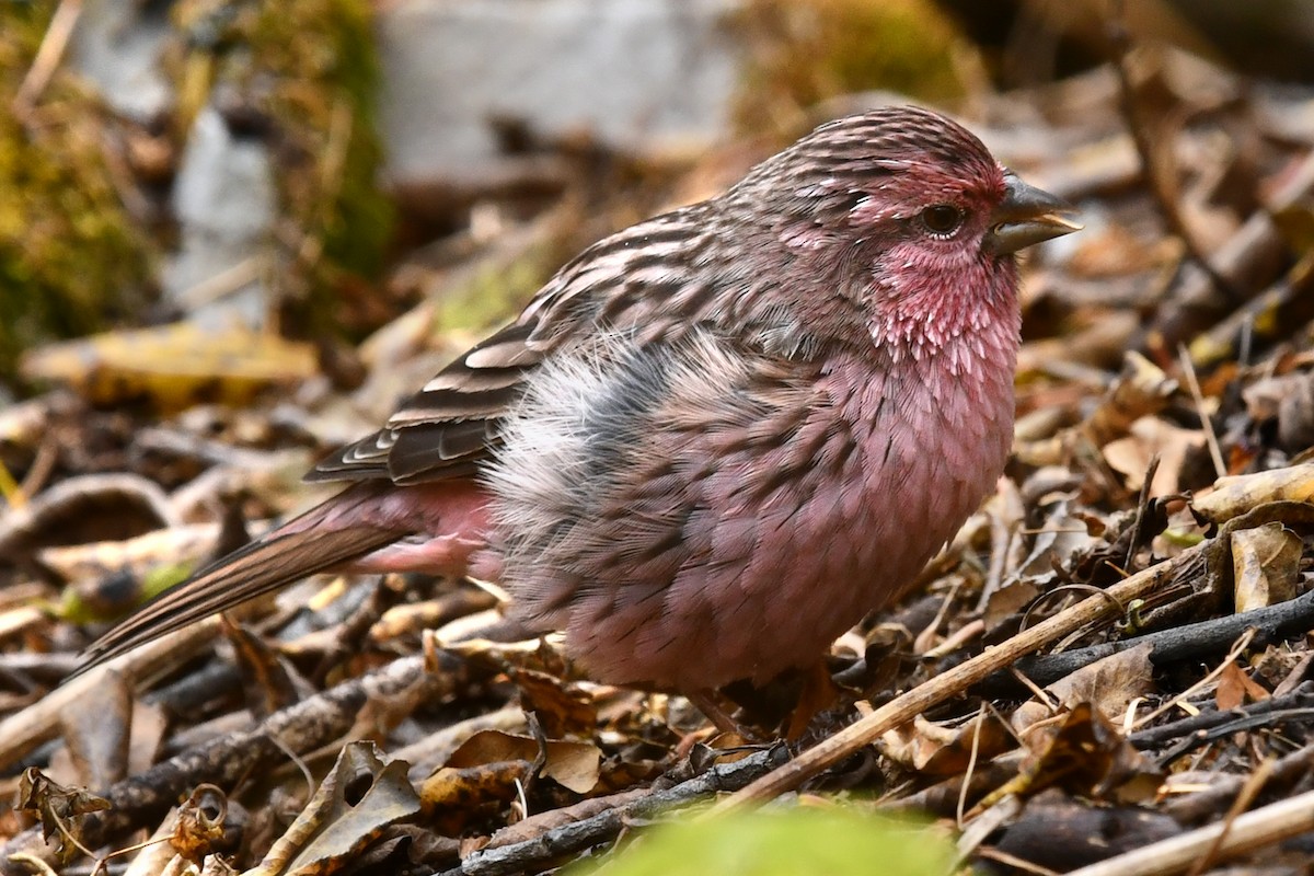 バラゴシマシコ - ML634005729