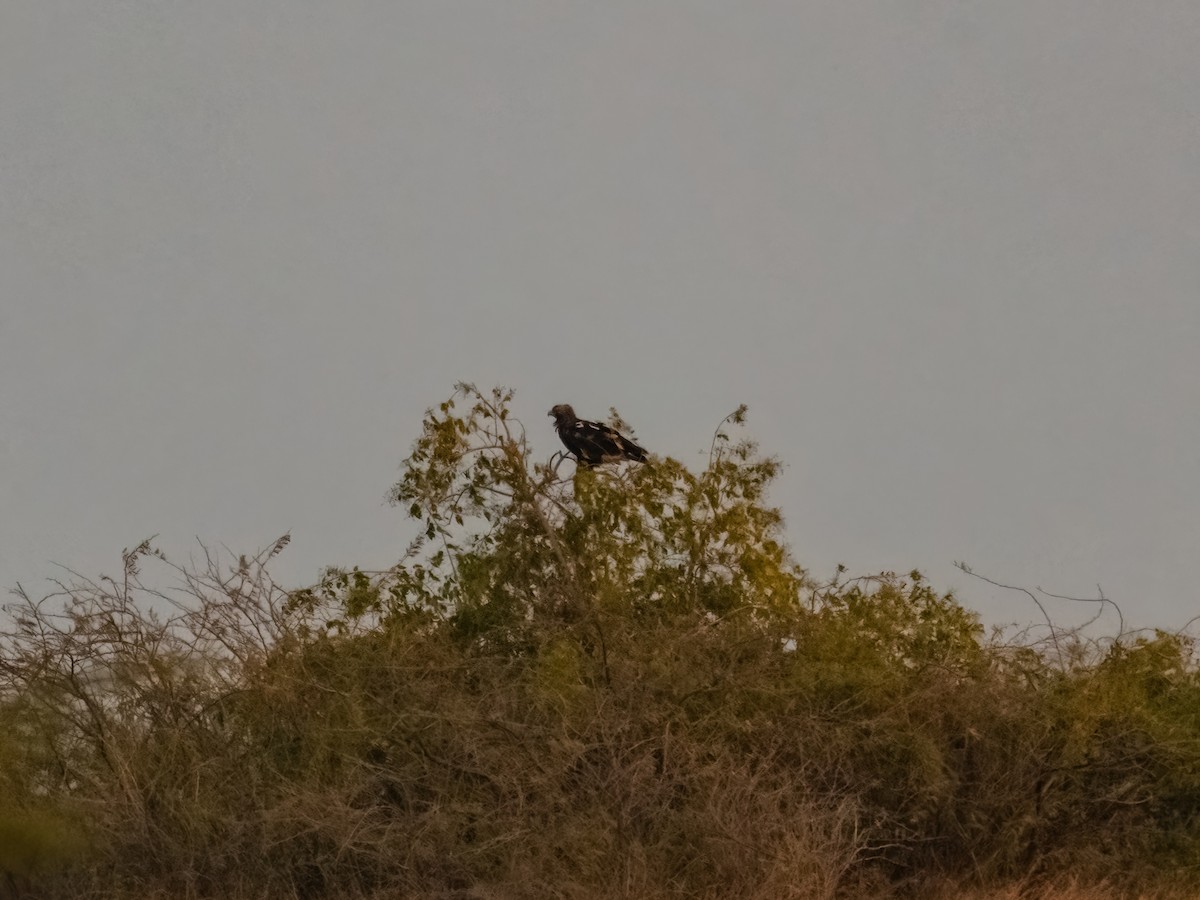 Eguzki-arranoa - ML634005734
