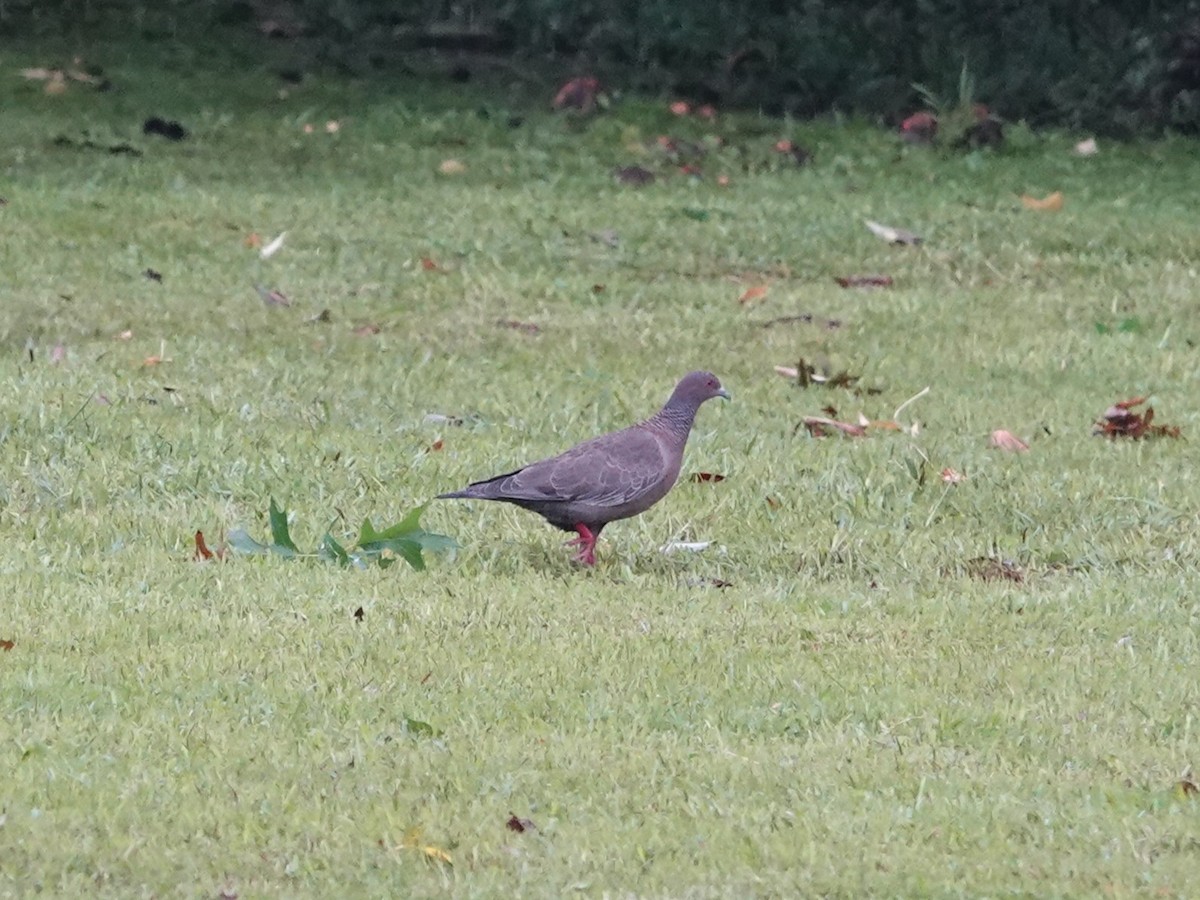 Picazuro Pigeon - ML634005775