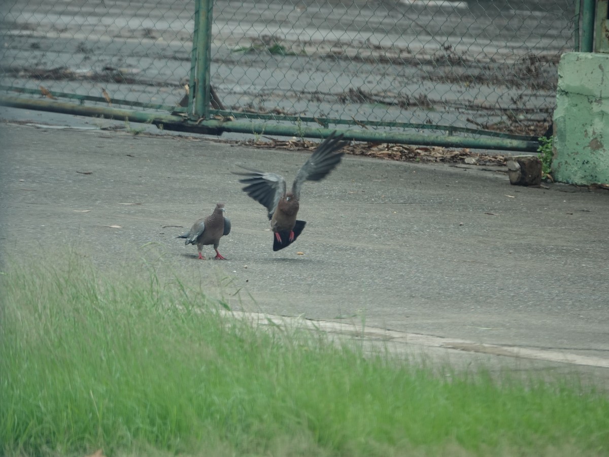 Picazuro Pigeon - ML634005776
