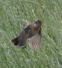 Amur Stonechat - ML634005778