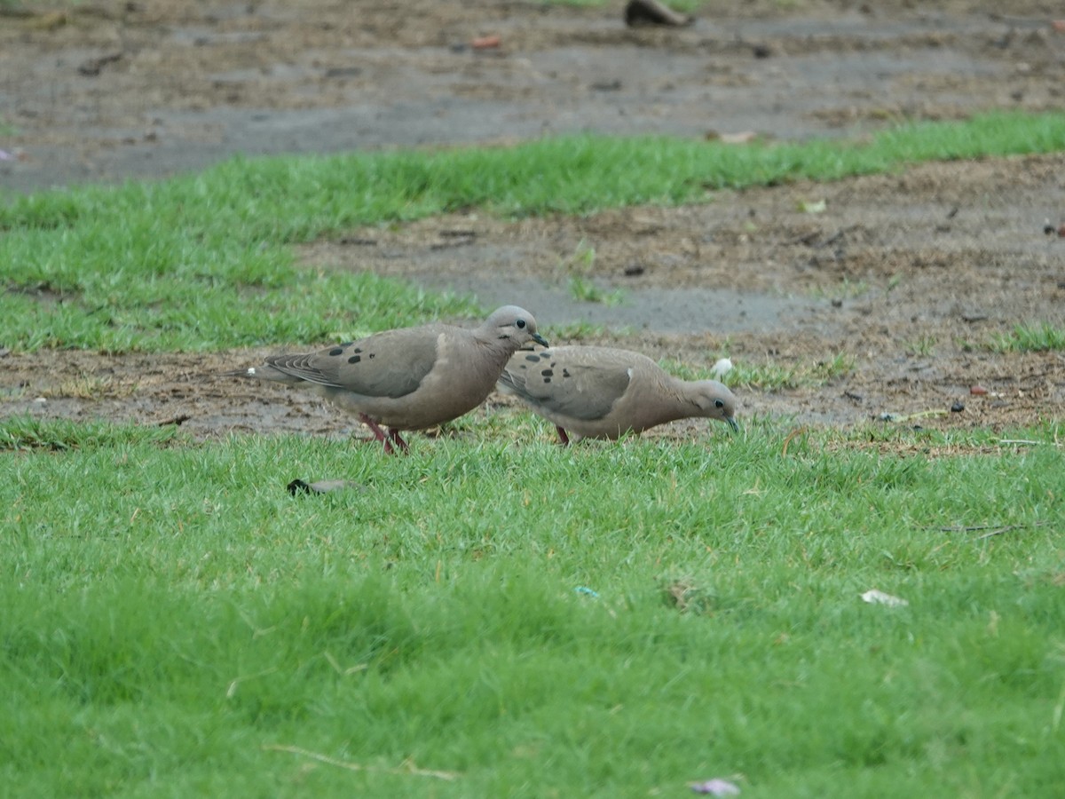 Eared Dove - ML634005781