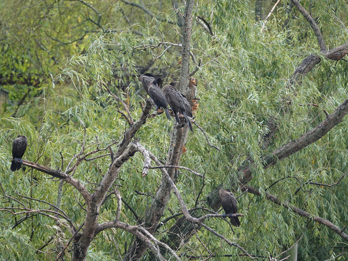 Neotropic Cormorant - ML634005794