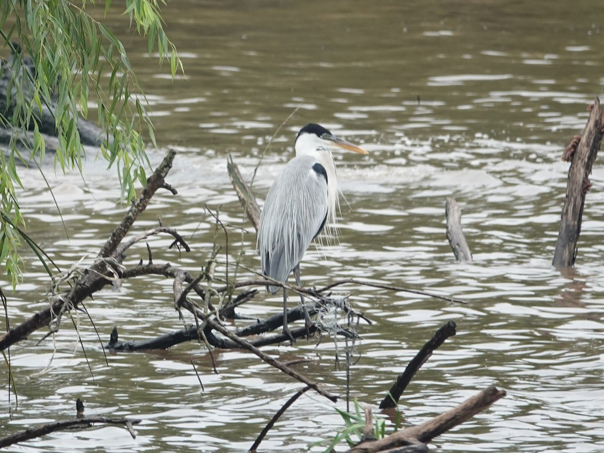 Cocoi Heron - ML634005801