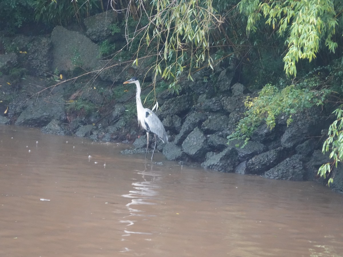 Cocoi Heron - ML634005802