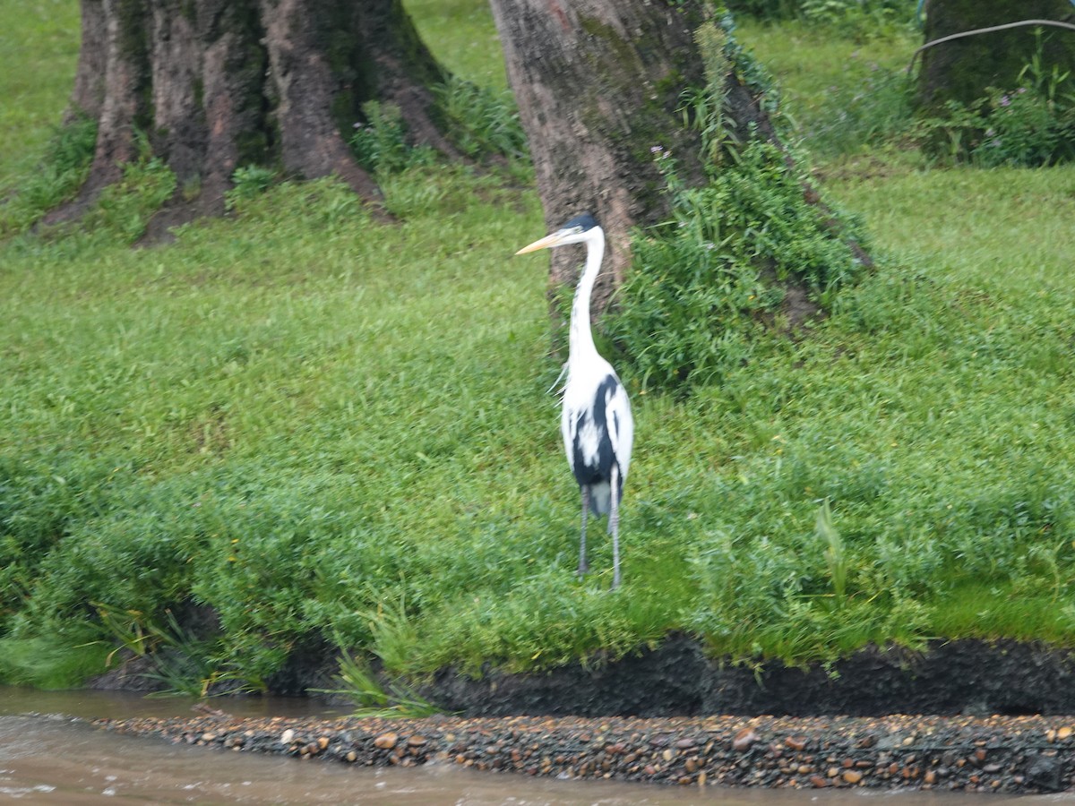 Cocoi Heron - ML634005803