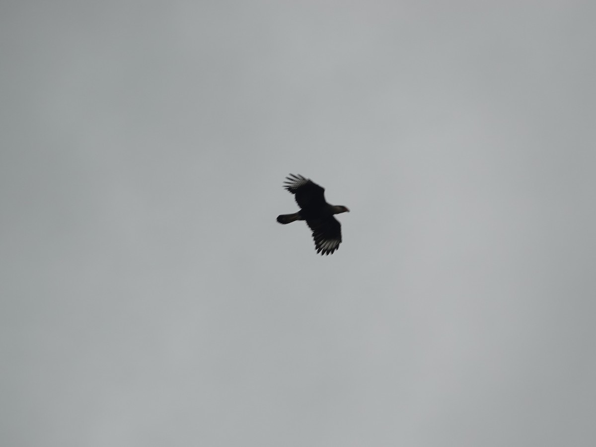 Crested Caracara - ML634005817
