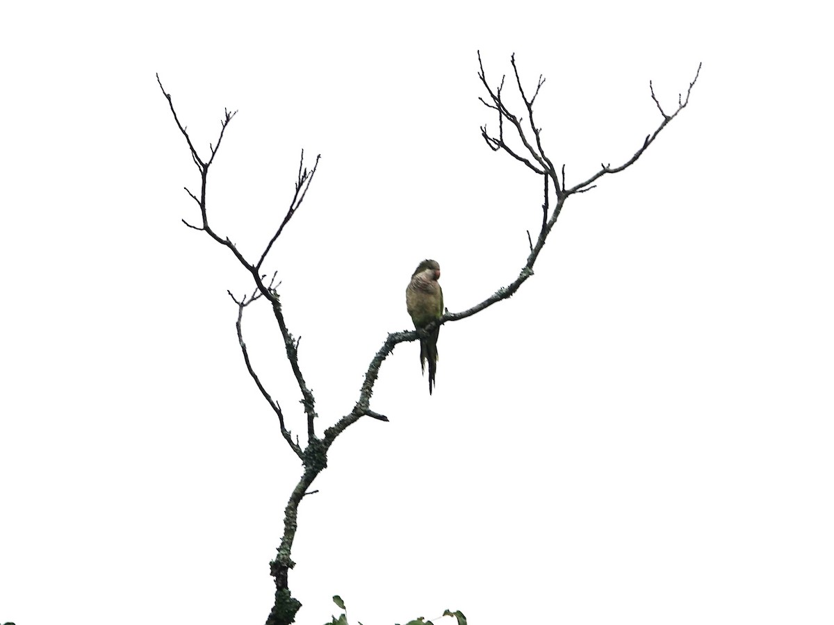 Monk Parakeet - ML634005828