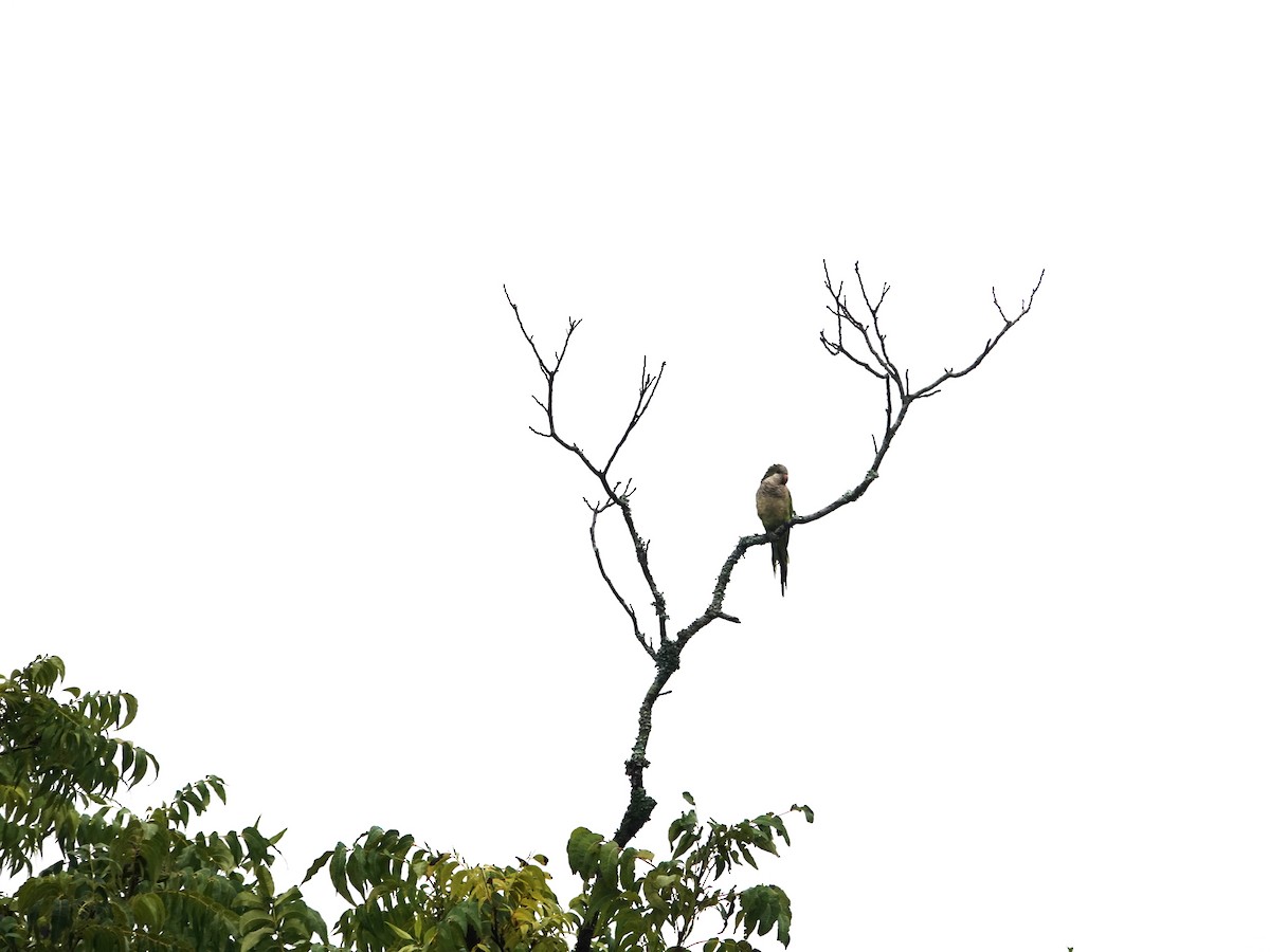 Monk Parakeet - ML634005829